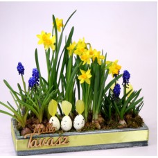 Spring garden with daffodils M